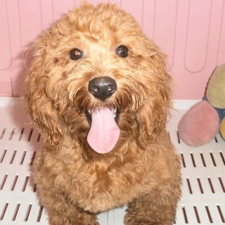 トイプードルとダックスのハーフ犬（オス）2才