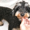 トイプードルとダックスのハーフ犬（オス）1才