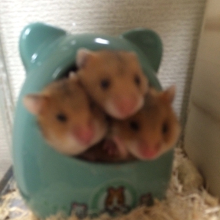 ゴールデンハムスター（ノーマル）の里親募集