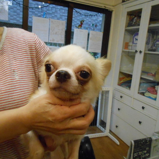 『桃太』　人や犬が好きです！