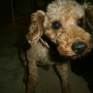 『舞月（むつき）』人に撫でてもらうことが大好き！