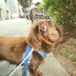 『ペリドット』１頭でまったりと過ごすことが好きです