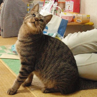 緊急里親募集！キンタロー（片目ハンディあり）
