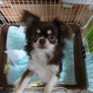 『ヌガー』人も犬もおもちゃも好き！