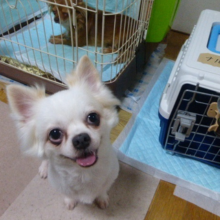 『ナルシェ』かなり甘えん坊。犬とも遊びます。