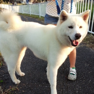 ありがとうございます☆人懐こくてお茶目な秋田犬✩