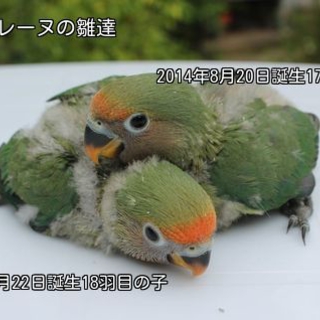 お陰様で里親さん決まりました。