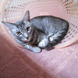 キジトラの子猫