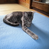 キジトラの子猫 サムネイル2