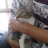 ☆正統派日本猫って感じの女の子　いぶきちゃん☆ サムネイル2