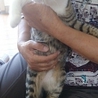 ☆正統派日本猫って感じの女の子　いぶきちゃん☆ サムネイル3