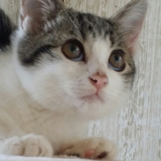 丸顔でお姫様のように可愛い子猫です。