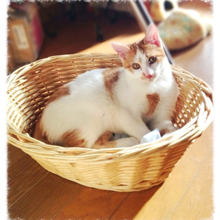 子猫の里親さんを募集します。