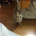 子猫の里親募集します‼