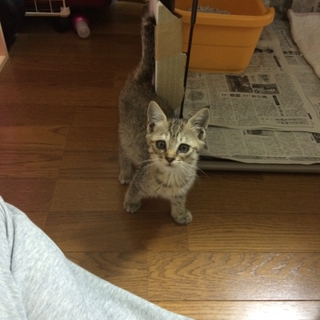 子猫の里親募集します‼