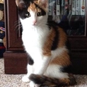 メス三毛若猫の里親募集