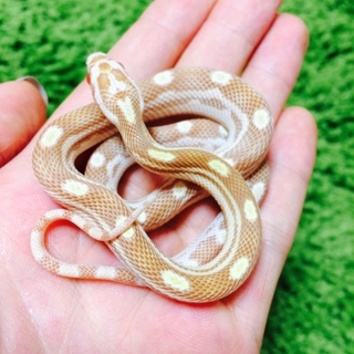 コーンスネーク(バター)