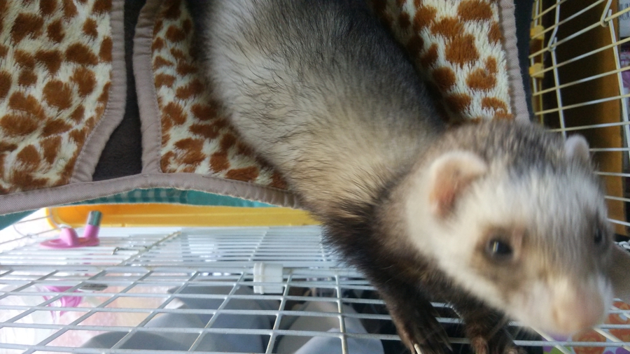 ♪里親さん無事に決まりました♪ サムネイル2