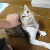 マイペースなおんにゃの子です サムネイル5