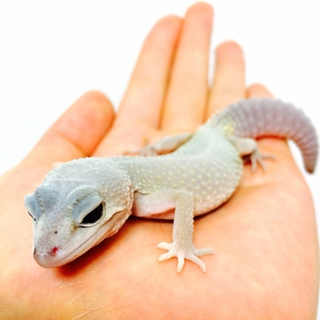 ヒョウモントカゲモドキ　ブリザード！