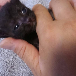 生後1週間の子猫です