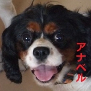 笑顔がステキなアナベルちゃん　 