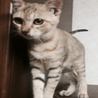 ちゃとらの子猫の里親募集です。 サムネイル4