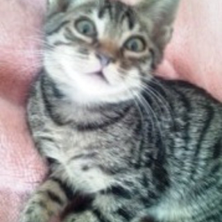 佐助。キジトラの男の子。２ヶ月。 