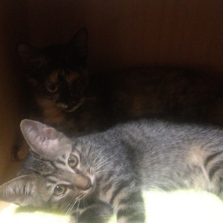 甘えん坊キジ君です♡