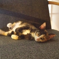 鍵しっぽの三毛猫　4ヶ月くらい