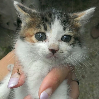 野良猫の赤ちゃんの里親募集！！