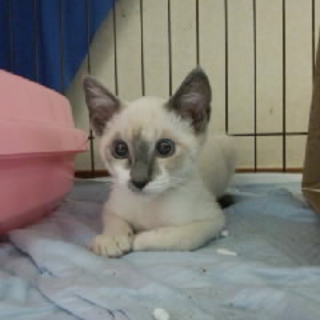 シャムの子猫です。