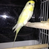 セキセイインコ   女の子 二歳です サムネイル2