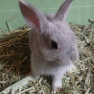 ネザー系子うさぎ里親募集　生後60日