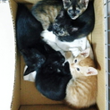 段ボールにガムテープで封され捨てられていた仔猫たち