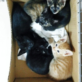 段ボールにガムテープで封され捨てられていた仔猫たち
