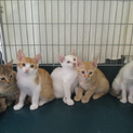 ５匹の可愛い子猫