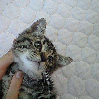おめめぱっちり子猫　女の子
