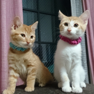 仲良し兄妹飼ってくださる方募集