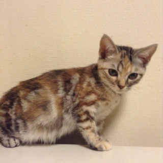 ありがとうございました。