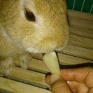 元気でかわいいミニウサギ君　