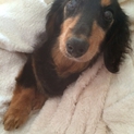ダックス　老犬です穏やかです^^あきちゃん！
