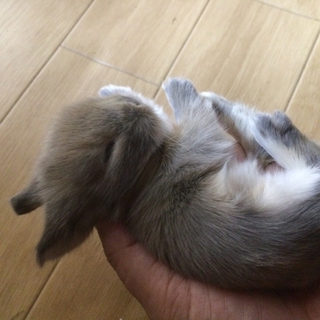 動画あり　アメファジ×ジャージーの子ウサギです