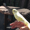 セキセイインコ   女の子 二歳です サムネイル3