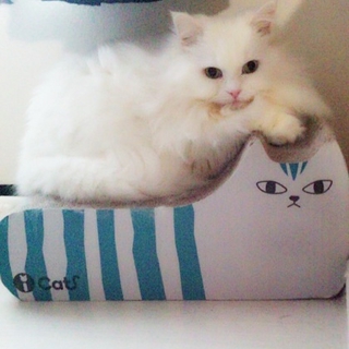 法律により 匹敵します 労苦 チンチラ ミックス 子猫 - tirepenz.jp