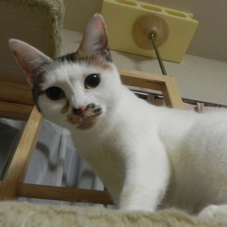 ★近畿★成猫推定2歳　三毛猫女の子