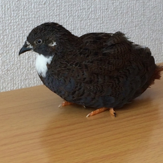 姫うずら雄 里親募集