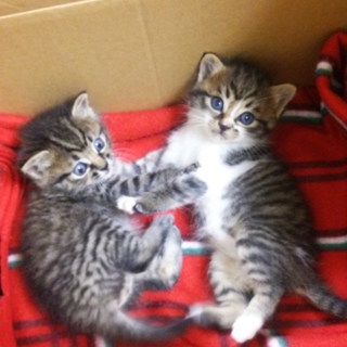 子猫（2匹）が迷い込んできました。