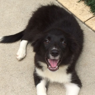 ボーダーコリー　『ポッピー』　３ヶ月