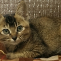 アビシニアン系 可愛い丸顔ちゃん